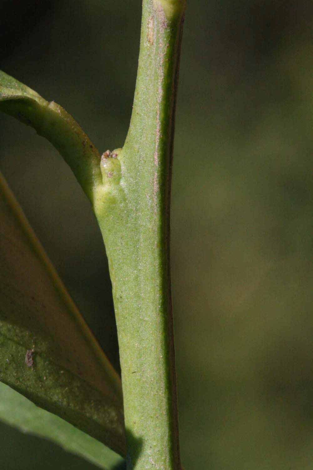            First year twig (Milsweet, Riverside, CA)   